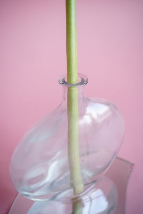 Free Elegant glass vase with green stem on a pastel pink surface, showcasing minimalist still life art. Stock Photo