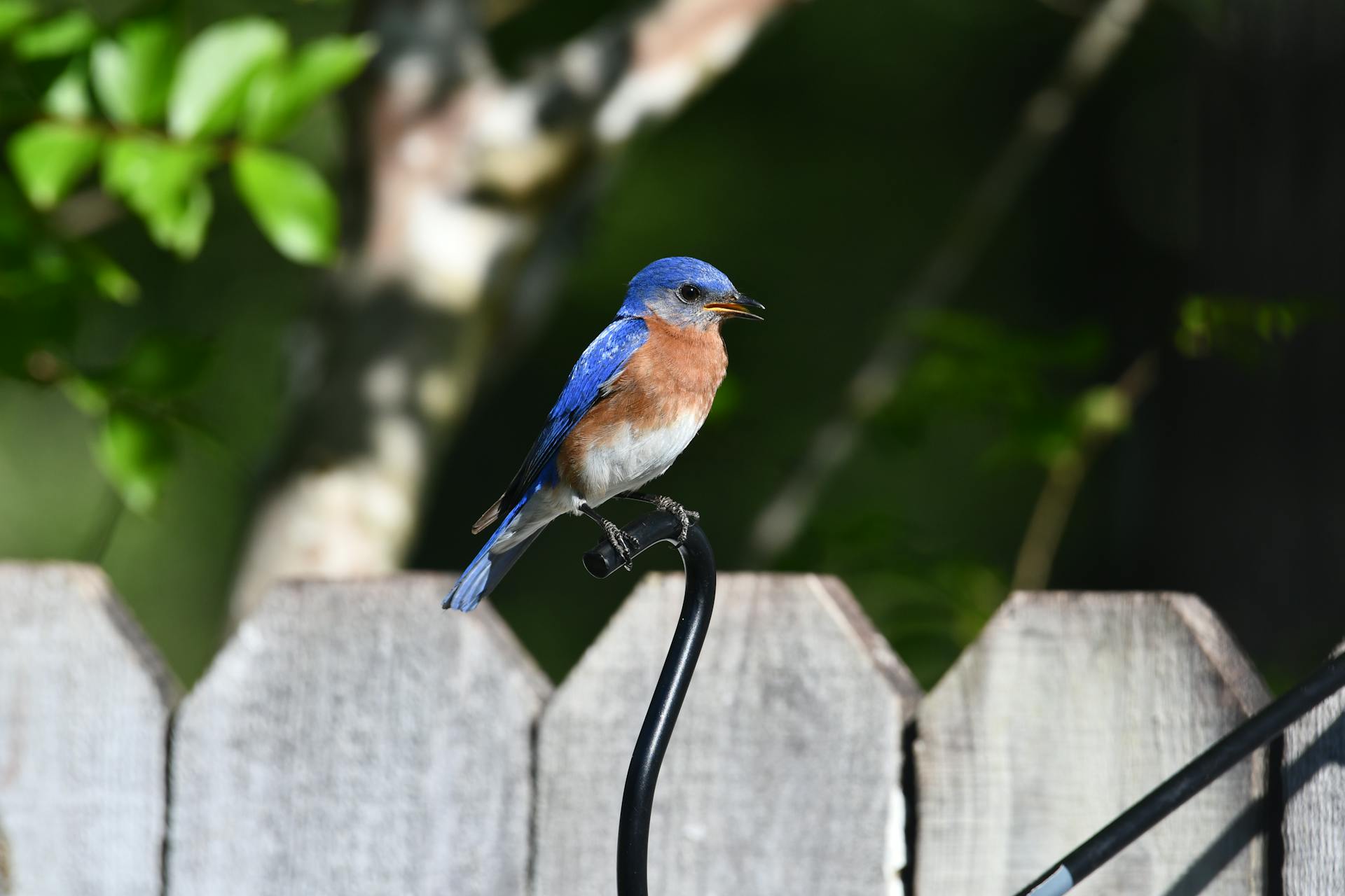 Close-up of an Eastern Bluebird on a fence in Diamondhead, MS, highlighting its colorful plumage.