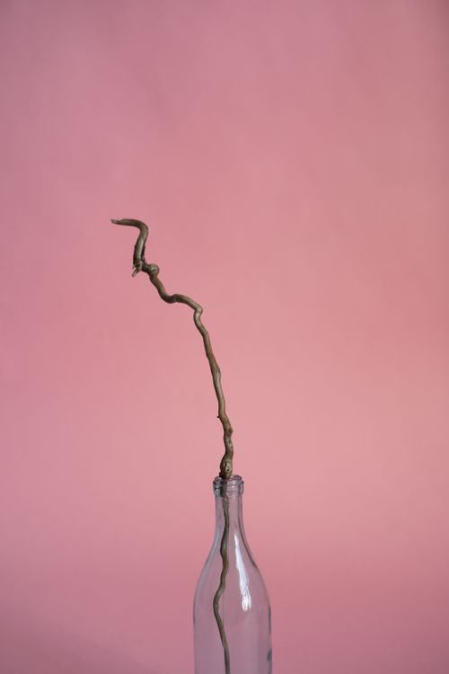 Free A minimalist composition featuring a dried branch in a glass bottle against a pink backdrop. Stock Photo