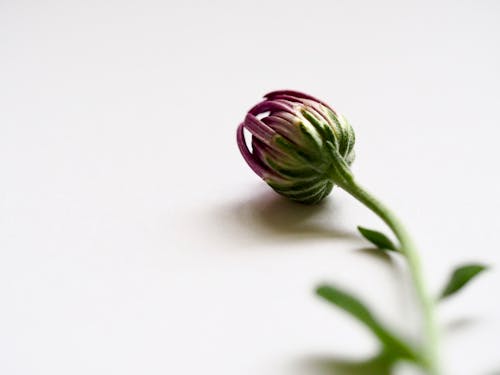 Photographie De Mise Au Point Sélective Du Bouton Floral Violet