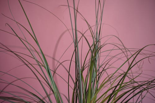 無料 ピンクの背景, 草, 草の葉の無料の写真素材 写真素材