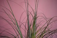 Green Grass in Close Up Photography