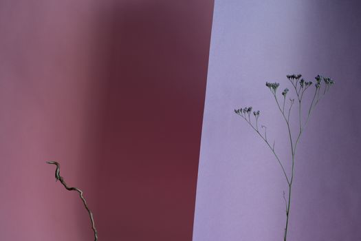 A minimalist still life featuring dry flowers against contrasting purple and pink backdrops, offering ample copy space.