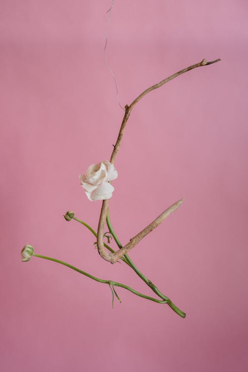 Imagine de stoc gratuită din creangă, floare, fotografiere verticală