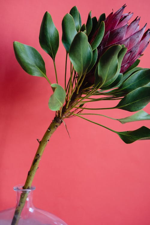 Flower on Pink Background