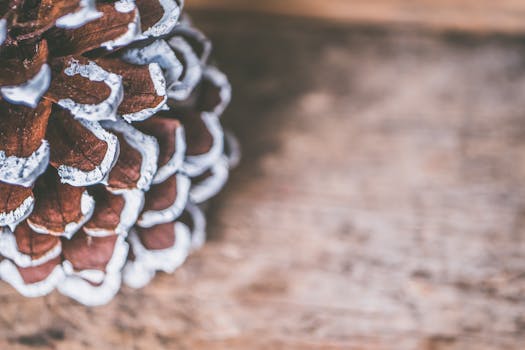 一个结霜的松塔被宏观拍摄在质朴的木制表面上