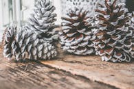 彩绘松果的特写放在质朴木桌上，非常适合圣诞装饰创意