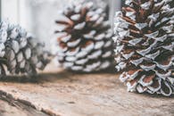 雪霜覆盖的松果特写，纹理木质表面，非常适合冬季装饰