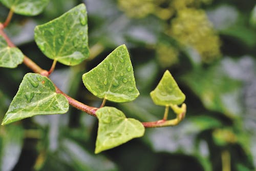 Close-up Shot of a Wet Leaves