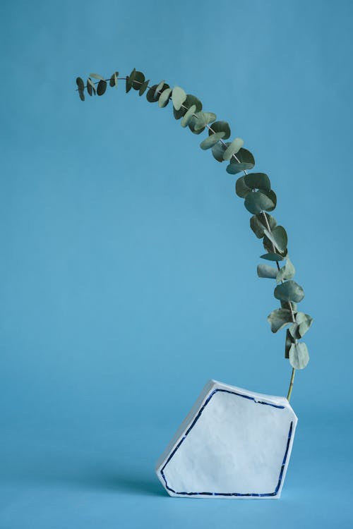 Foto profissional grátis de eucalipto, fundo azul, planta seca