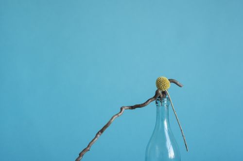 Free A minimal still life of a dry flower in a glass bottle against a blue background. Stock Photo