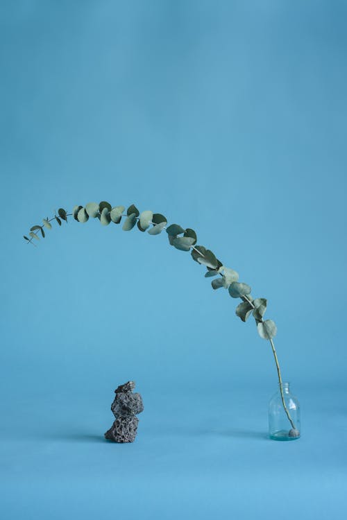 Darmowe zdjęcie z galerii z eukaliptus, kamień, konceptualny