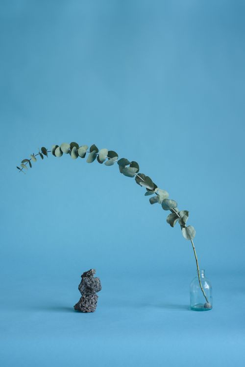 Free Elegant still life with eucalyptus, glass bottle, and rock on blue background. Stock Photo
