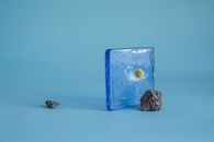 A Craspedia on a Rock