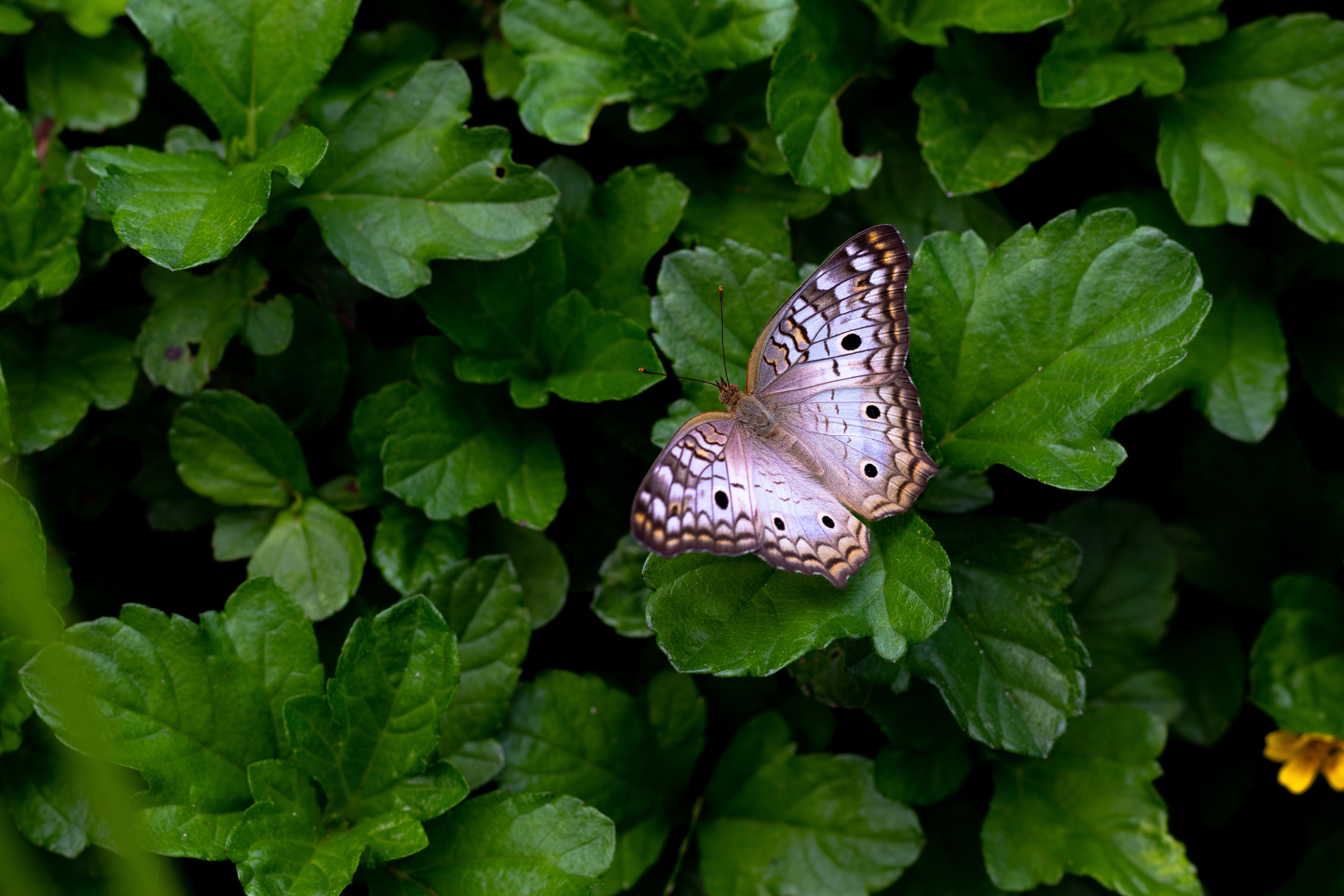 A beautiful white peacock butterfly captured on vibrant green leaves, showcasing nature's elegance.