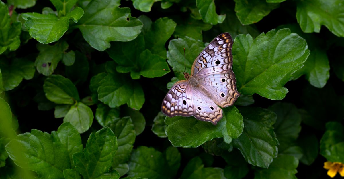 A beautiful white peacock butterfly captured on vibrant green leaves, showcasing nature's elegance.