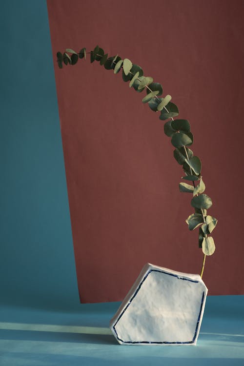 垂直拍攝, 尤加利樹, 幾何花瓶 的 免費圖庫相片