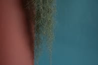 A Tillandsia with a Gradient Background