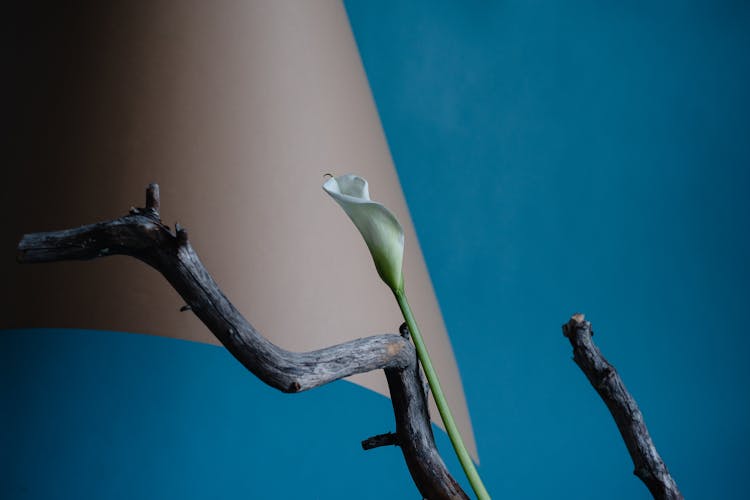 A Calla Flower In Bloom