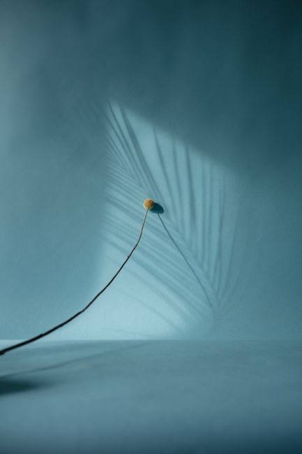 A minimalist still life featuring a dried flower casting a shadow on a blue background, creating an elegant visual.