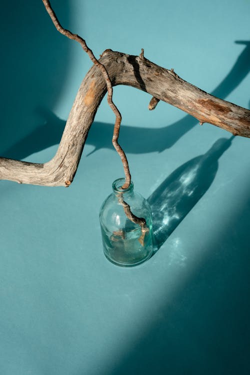 Tree Branch in a Glass Bottle