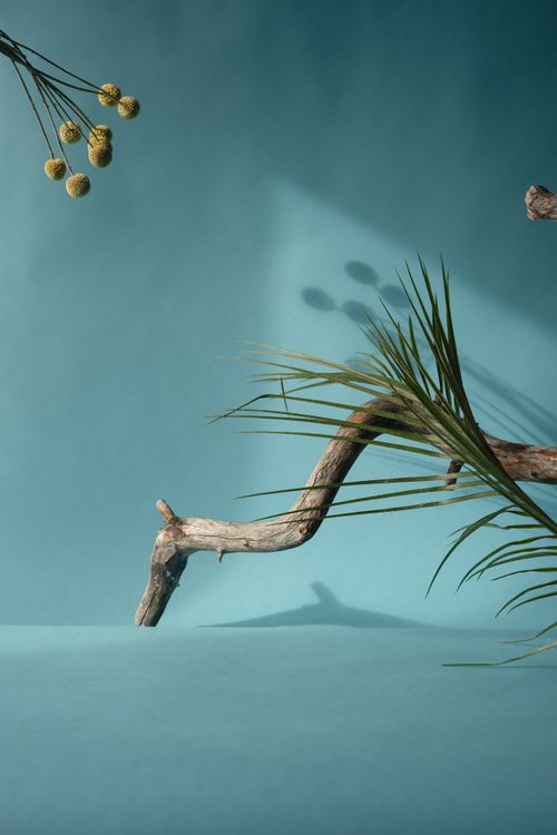 Free A serene minimalist scene featuring branches and leaves against a blue background with subtle shadows. Stock Photo