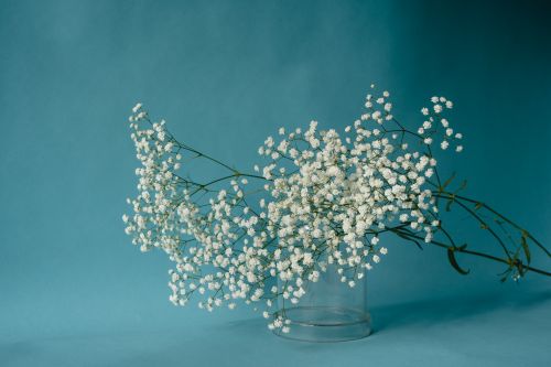 Free A minimalist still life featuring white gypsophila flowers against a blue background. Stock Photo