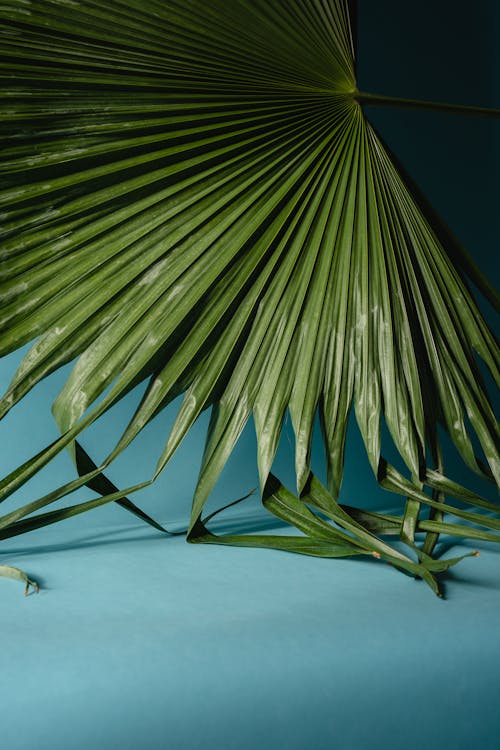 Green Palm Leaves on Blue Surface