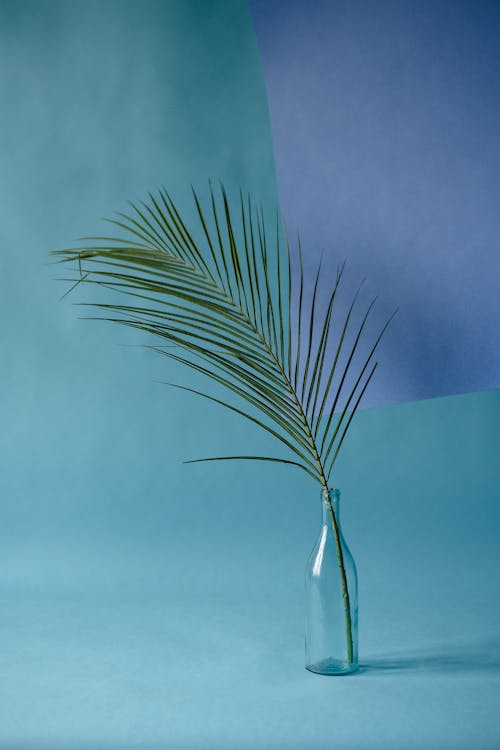 Long Palm Leaf in Turquoise Background 
