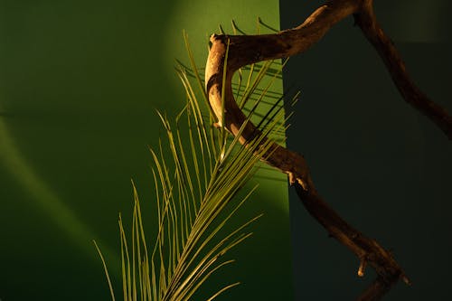 Palm Leaves on a Branch