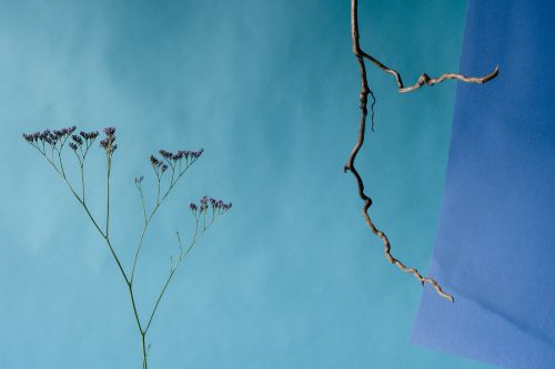 Free A minimalist composition featuring a branch and flowers on a blue background. Stock Photo