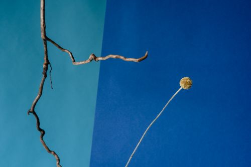 Free Organic minimalist art featuring Craspedia and branch on a vibrant blue background. Stock Photo
