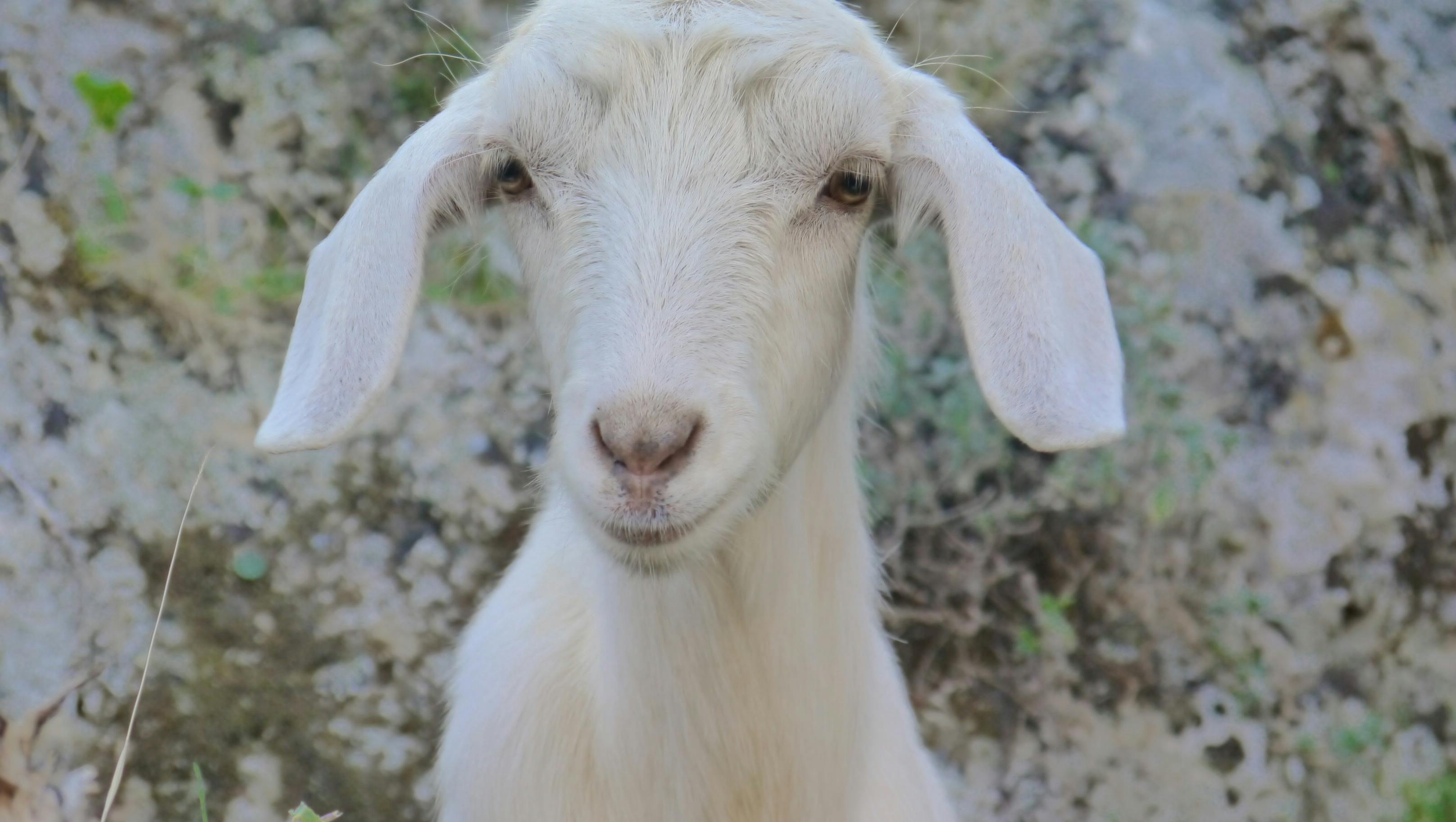 Foto Stok Gratis Tentang Binatang Ternak Hewan Ternak Kambing