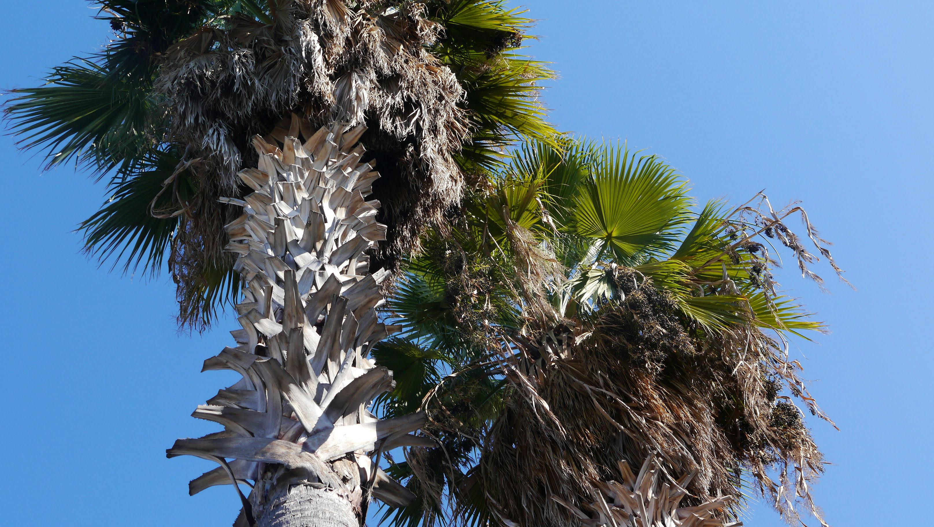 Free stock photo of palm tree, palm trees