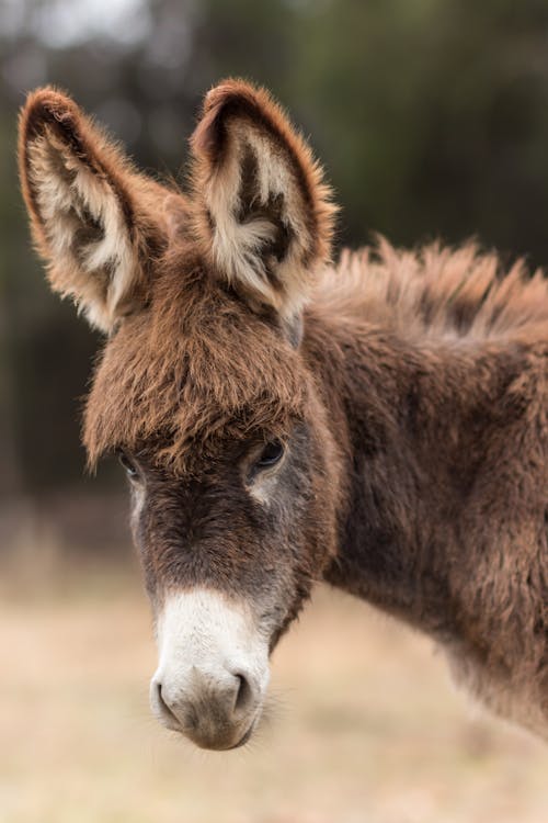 Fotografia Com Foco Raso De Burro Marrom E Branco