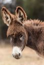 Shallow Focus Photography of Brown and White Donkey