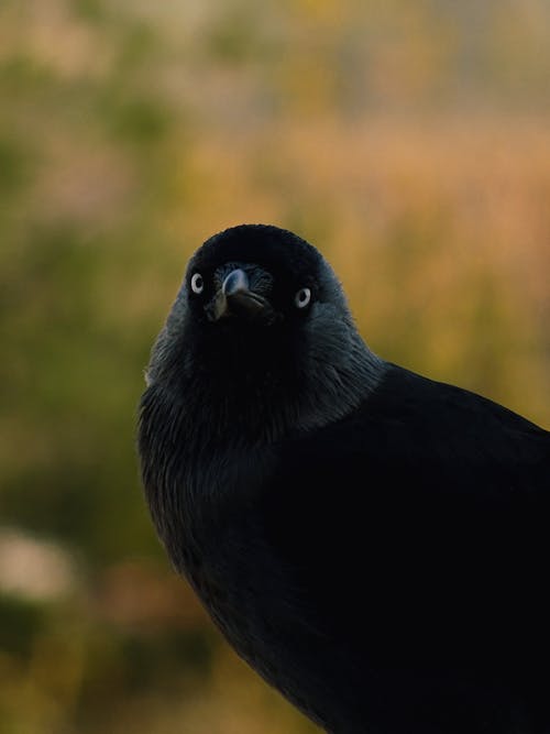 Black Crow in Close-Up Photography