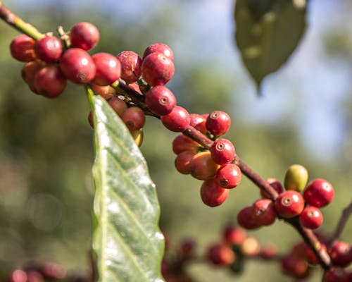 Kostnadsfri bild av grönt löv, kaffe, kaffe älskare