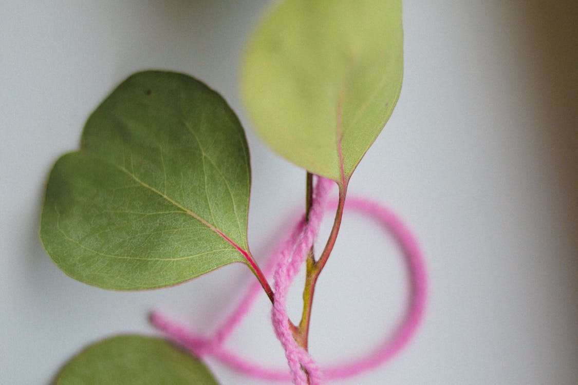 Green Leaves in Close-Up Photography