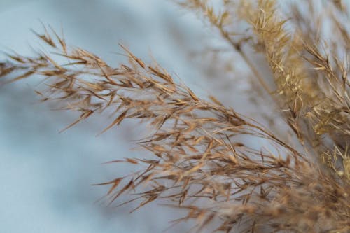 Darmowe zdjęcie z galerii z roślina, suszona trawa, trzcina
