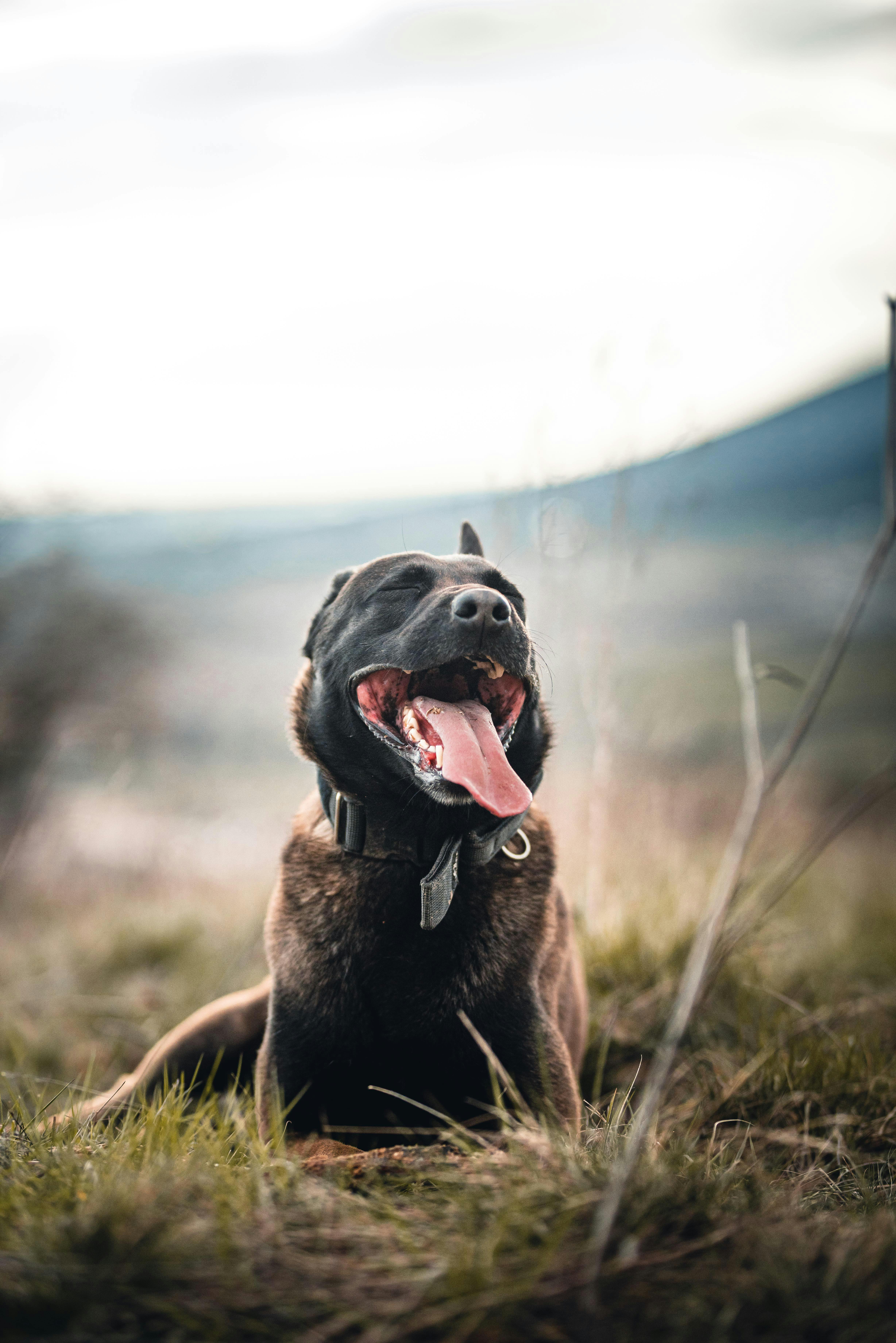 black dog lying on grass