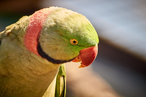 Free stock photo of parakeet Stock Photo