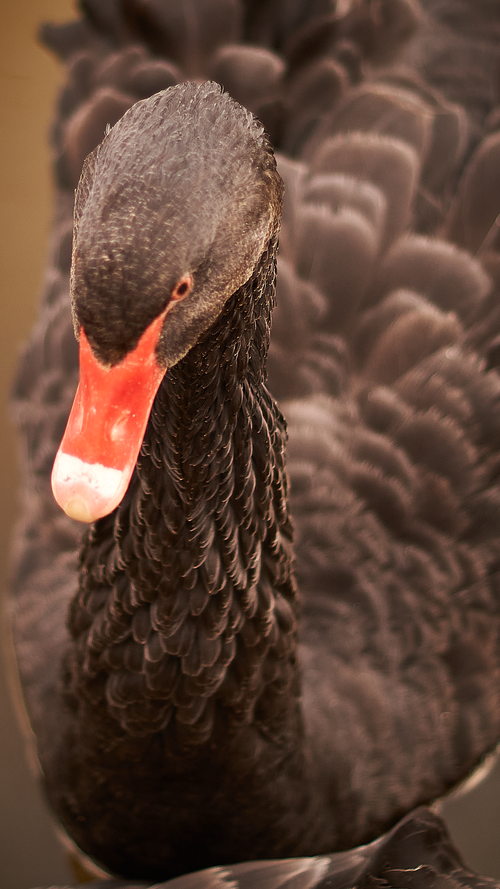Free stock photo of black swan Stock Photo