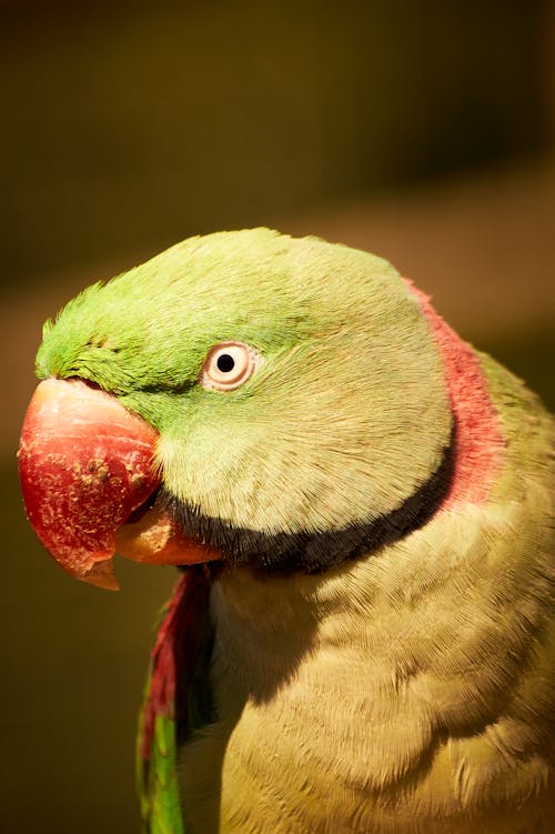 Close Up Shot of a Parrot