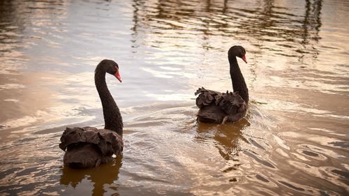 Free stock photo of black swan Stock Photo