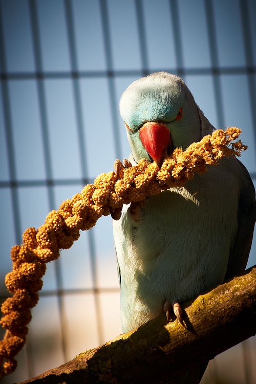 Free stock photo of parakeet Stock Photo