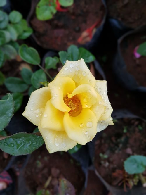 Free A fresh yellow rose with water droplets, top view, showcasing its vibrant petals in a garden setting. Stock Photo