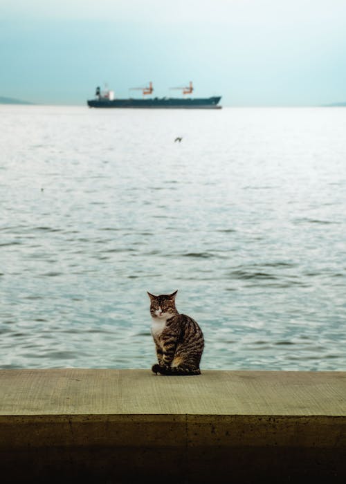 Kostenloses Stock Foto zu häuslich, haustier, kalikokatze