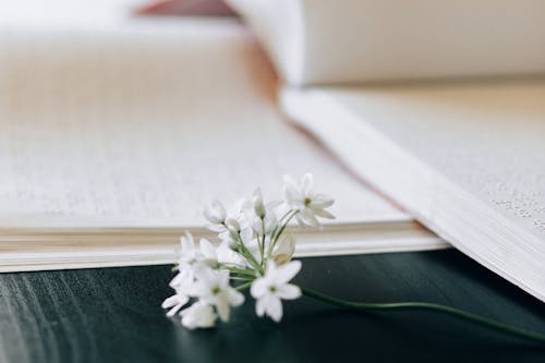 Free Close-up Shot of a Flower on the Table Stock Photo