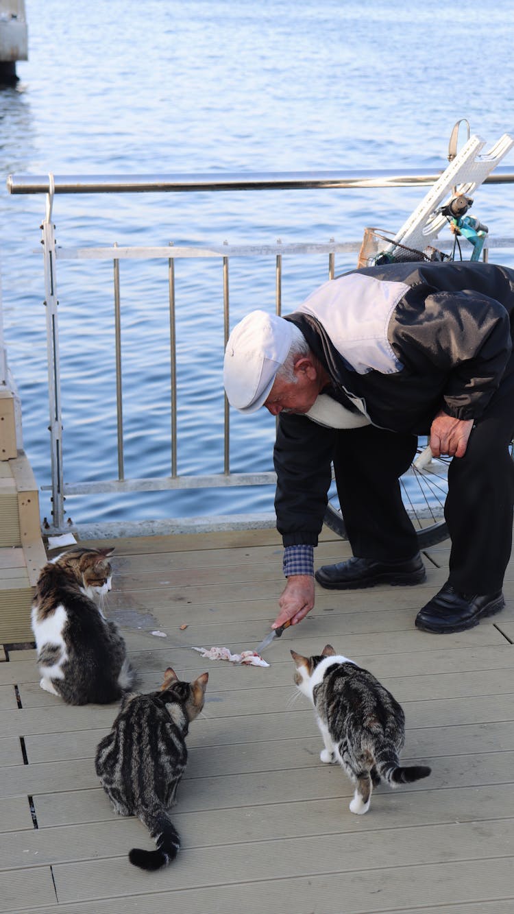 An Elderly Man Feeding Cats On The Street